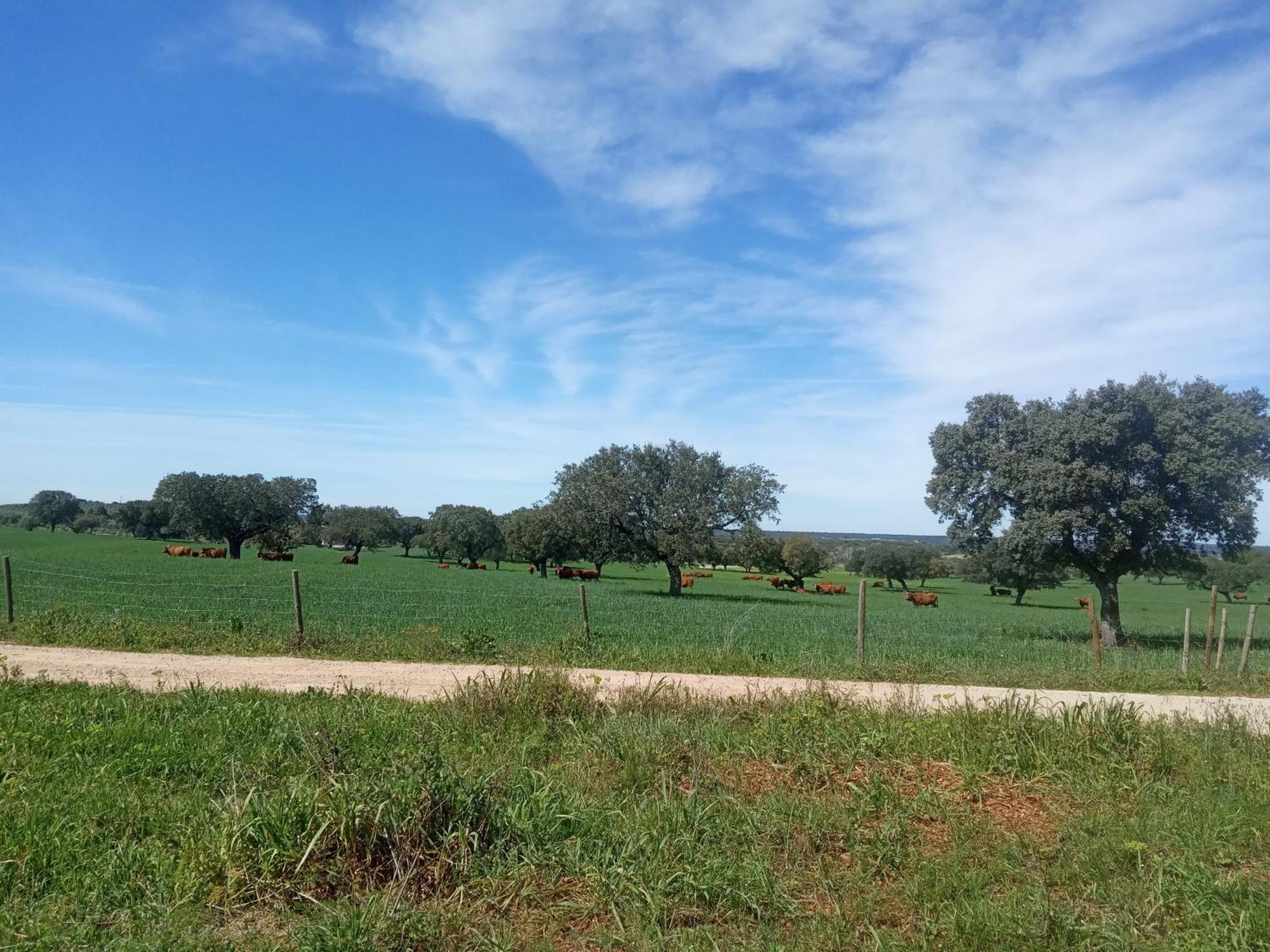 Monte Da Samarra Villa Avis Kültér fotó