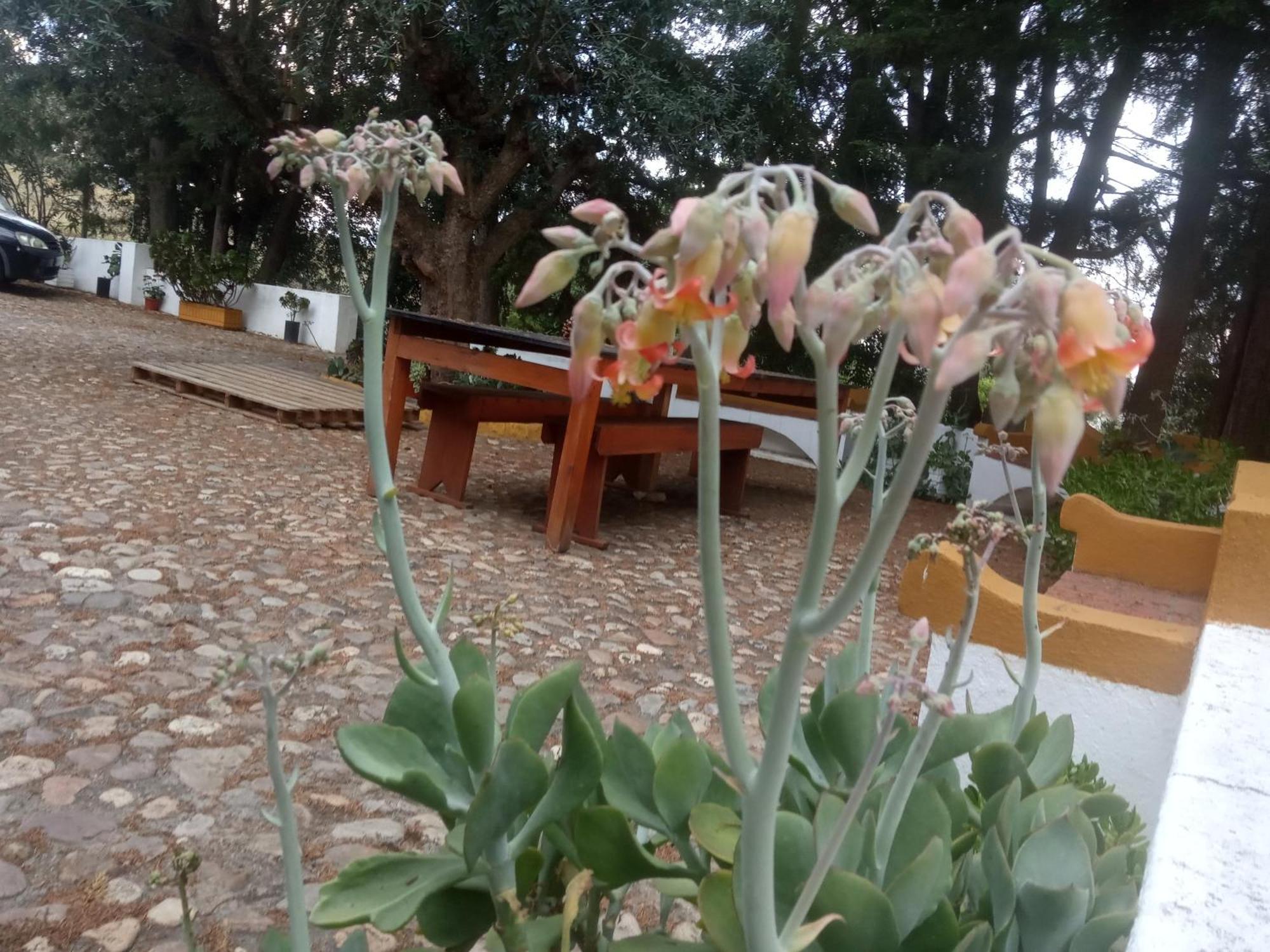 Monte Da Samarra Villa Avis Kültér fotó